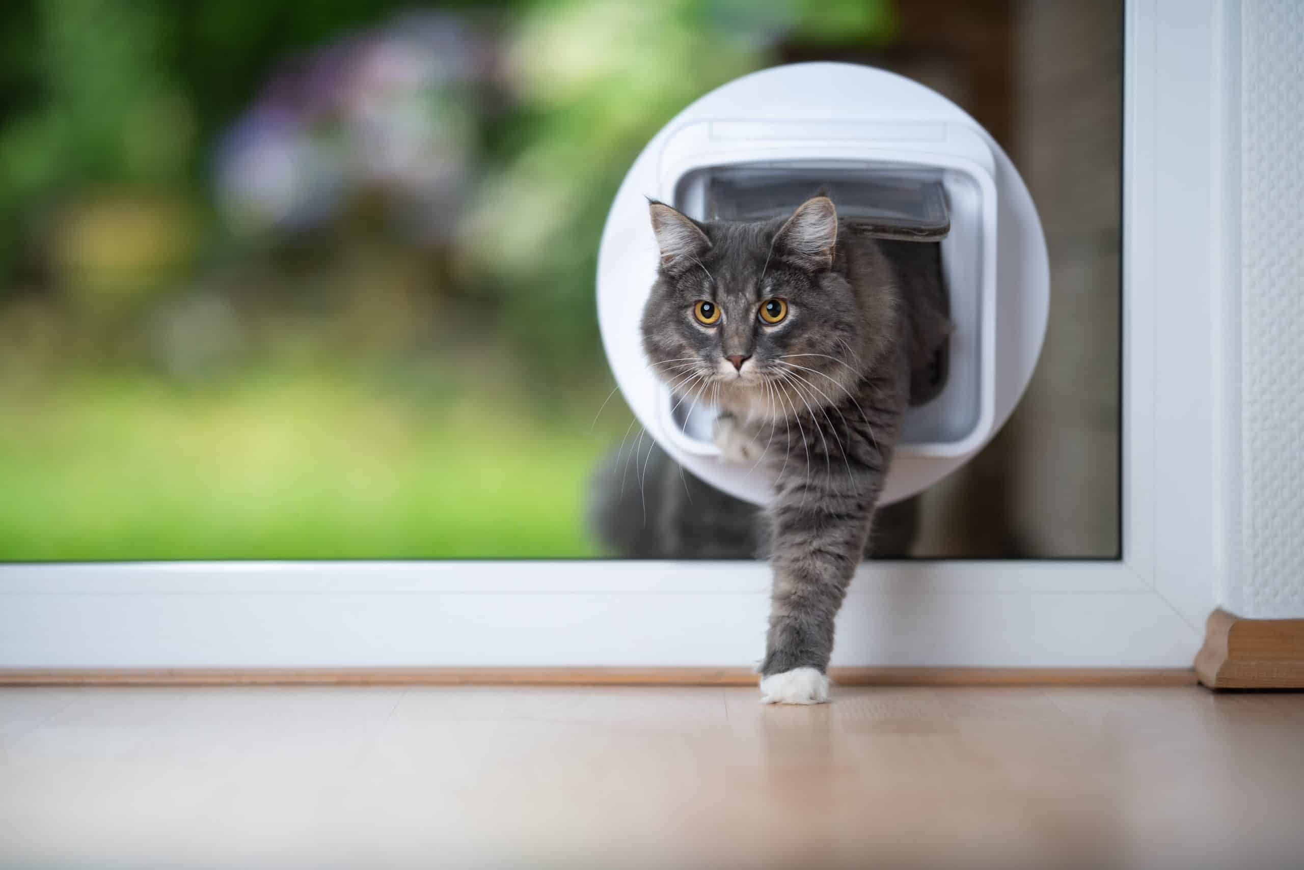 a cat using a new cat flap