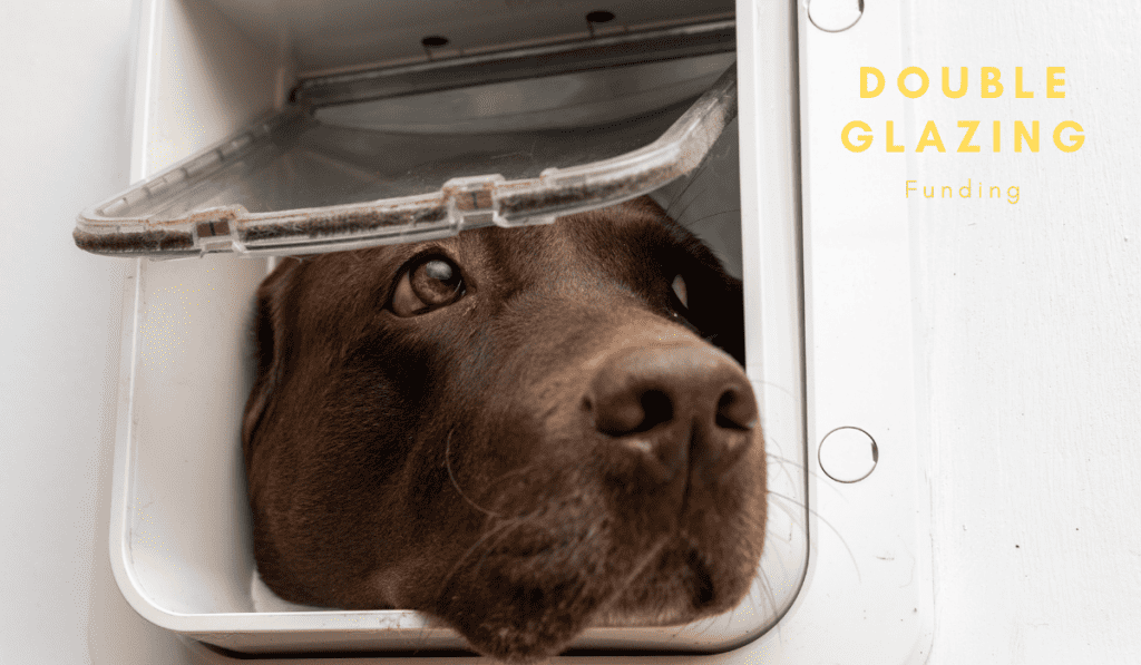 dog looking out of a dog flap